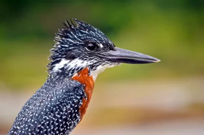 Zulu Safaris-St Lucia Boat Safari