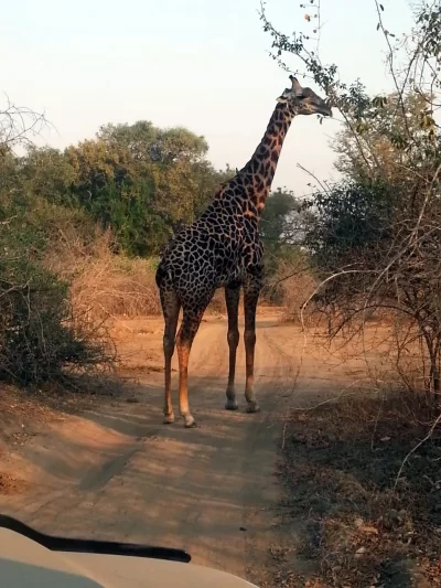 Zulu Safaris-Hluhluwe Imfolozi Game Reserve Tour