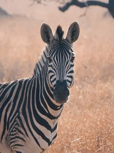 Zulu Safaris-PheZulu Cultural Village Tour