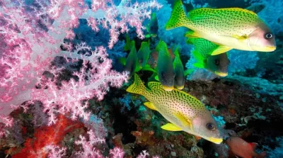 zulu-safaris-durban-diving-tours-02